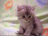 kitten.gif